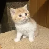 ミヌエット(長足)【和歌山県・男の子・2025年1月16日・レッドマッカレルタビー&ホワイト】の写真3