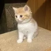 ミヌエット(長足)【和歌山県・男の子・2025年1月16日・レッドマッカレルタビー&ホワイト】の写真4