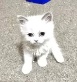 ミヌエット(長足)【和歌山県・男の子・2025年6月19日・ブルーポイント&ホワイト】の写真10