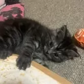 ミヌエット(長足)【和歌山県・男の子・2025年2月3日・ブラックスモーク】の写真3