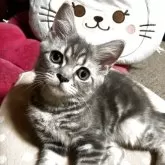 ミヌエット(長足)【和歌山県・男の子・2025年6月19日・ブルークラシックタビー】の写真5