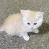 ミヌエット(長足)【和歌山県・男の子・2025年2月3日・カメオマッカレルタビー】の写真5