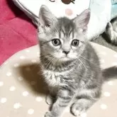 ミヌエット(長足)【和歌山県・男の子・2025年6月19日・ブルークラシックタビー】の写真9