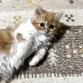 ミヌエット(短足)【和歌山県・男の子・2025年5月13日・レッドタビー&ホワイト】の写真10