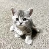 ミヌエット(短足)【和歌山県・男の子・2025年6月19日・ブルークラシックタビー】の写真12