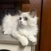 ミヌエット(長足)【和歌山県・男の子・2025年6月19日・ブルーポイント&ホワイト】の写真5