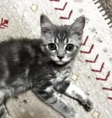 ミヌエット(長足)【和歌山県・男の子・2025年6月19日・ブルークラシックタビー】の写真6