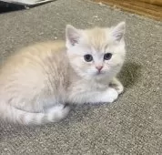 ミヌエット(長足)【和歌山県・男の子・2025年2月3日・カメオマッカレルタビー】の写真3