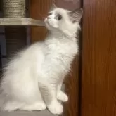 ミヌエット(長足)【和歌山県・男の子・2025年6月19日・ブルーポイント&ホワイト】の写真7