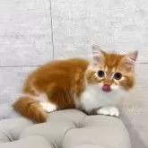 ミヌエット(短足)【和歌山県・男の子・2025年5月13日・レッドタビー&ホワイト】の写真5