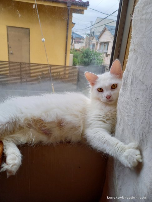 メインクーン【・女の子・2022年2月5日・ホワイト】