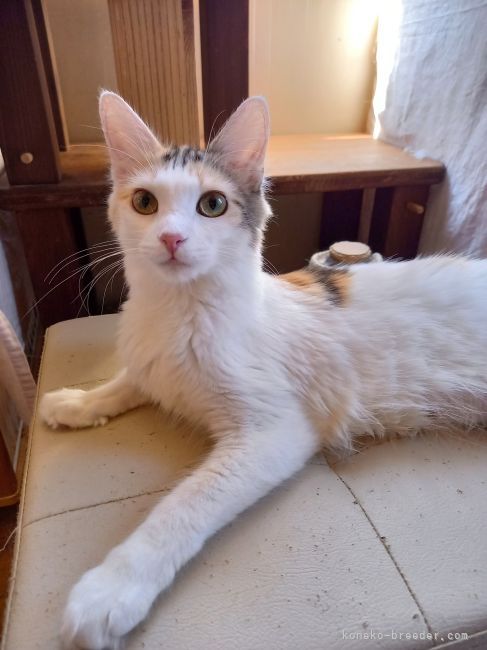 メインクーン【・女の子・2021年12月4日・キャリコ】「産後なので、細身です。」