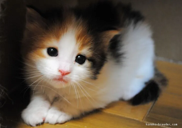 ID：1704-01056の子猫