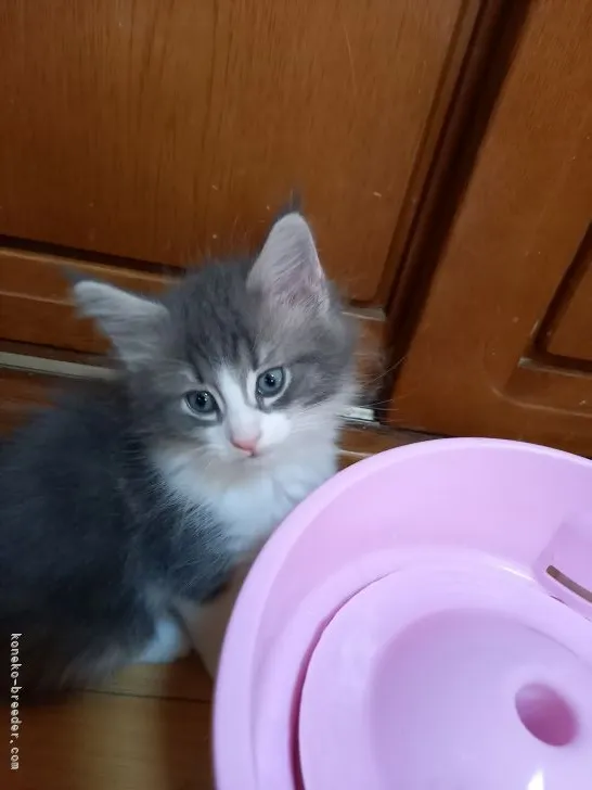 E.R 様のお迎えした子猫