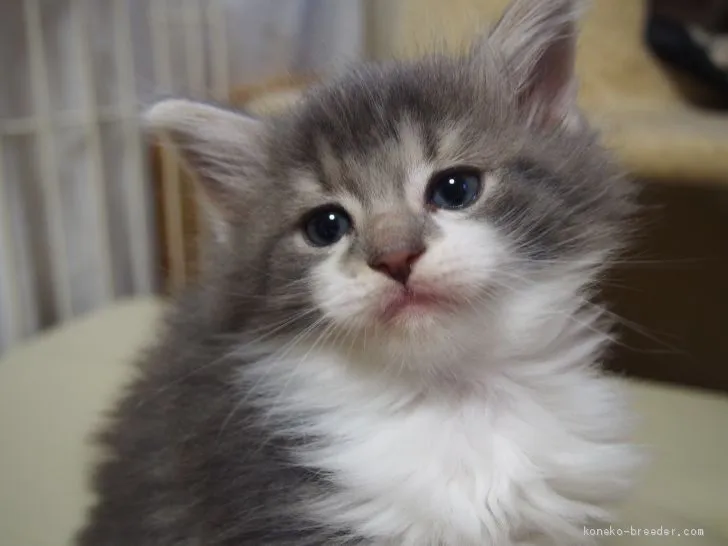 ID:2103-01199の子猫