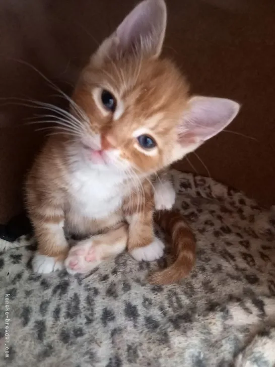 ID:2104-01163の子猫