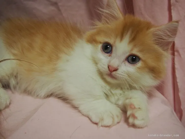 ID：2009-00125の子猫