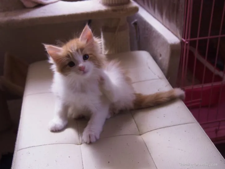 あるな 様のお迎えした子猫