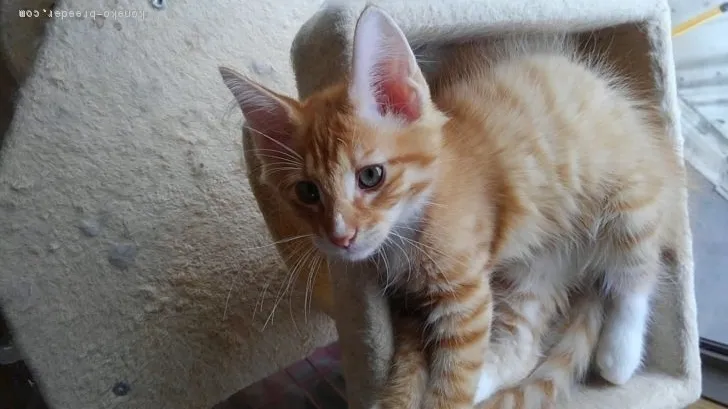 まるお 様のお迎えした子猫