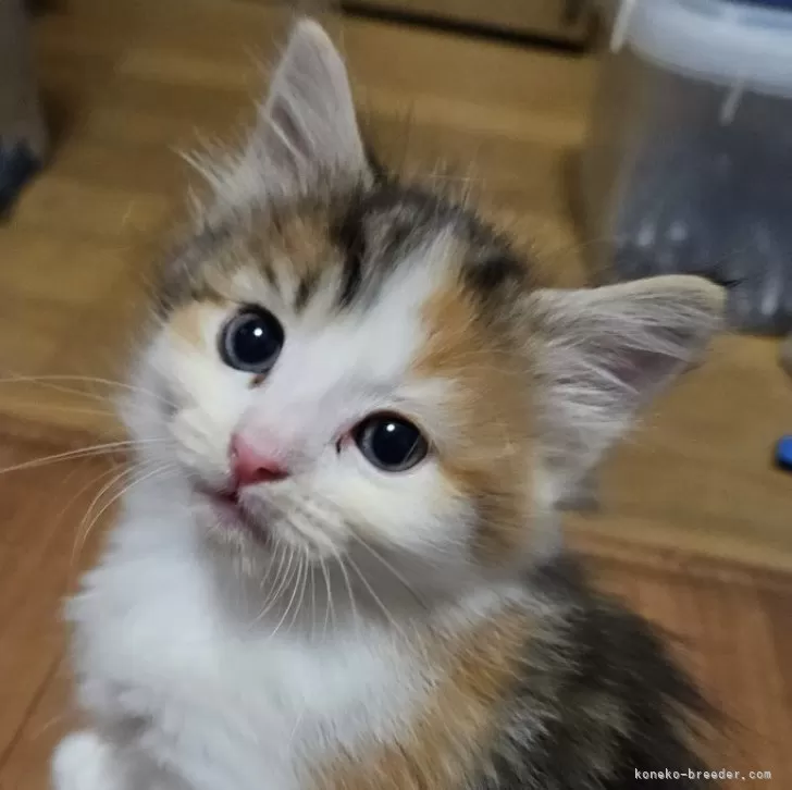 ID:2312-02157の子猫