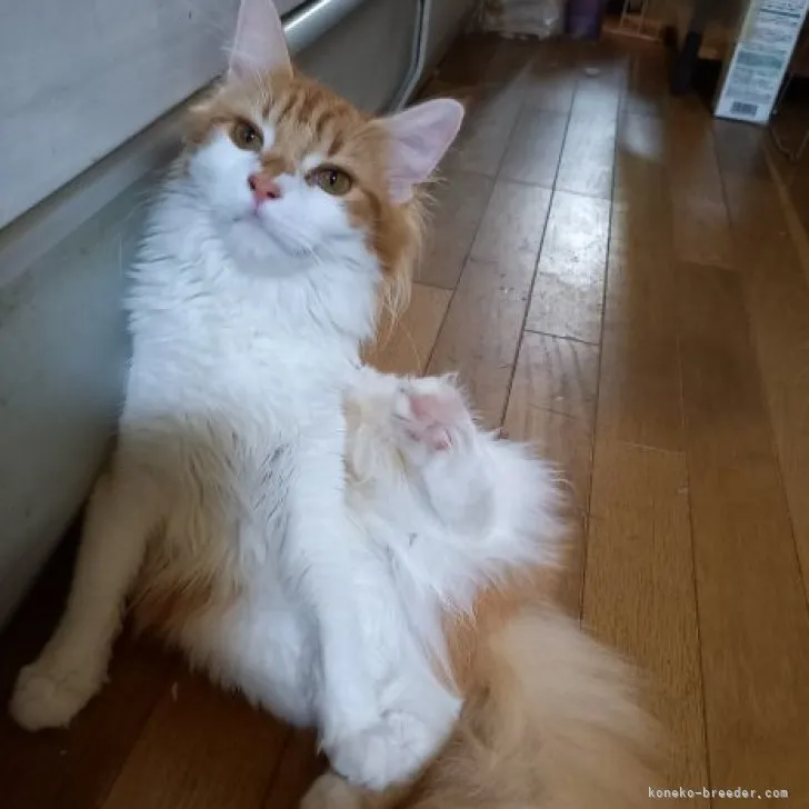 J.S 様のお迎えした子猫