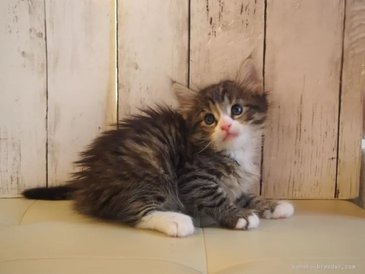 ID:1808-00296の子猫