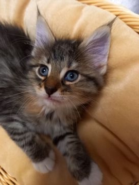 ノルウェージャンフォレストキャット【東京都・女の子・2021年7月20日・ブラウンタビー&ホワイト（フワフワモコモコ）】の写真「元気で可愛い女の子です。」