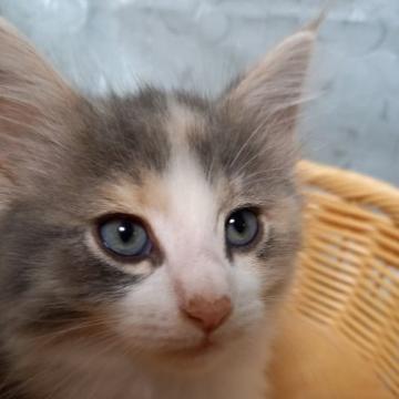 ノルウェージャンフォレストキャット【東京都・女の子・2022年8月16日・ブルーパッチドタビー&ホワイト（フワフワモフモフ）】の写真「しっかりしたボディーの、可愛い女の子です。」