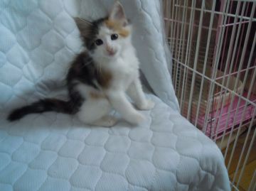 ノルウェージャンフォレストキャット【東京都・女の子・2015年8月3日・ブラウンパッチドタビー&ホワイト キャリコ（フワフワ長毛）】の写真「しっかりした女の子です。」