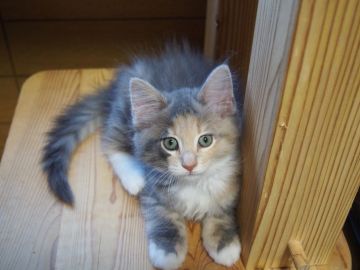 ノルウェージャンフォレストキャット【東京都・女の子・2019年1月14日・ブルーパッチドタビー&ホワイト】の写真「ブルーの綺麗な女の子です。」