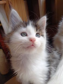 メインクーン【東京都・男の子・2022年2月5日・ブラウンタビー&ホワイト（フワフワモフモフ）】の写真「後を追いかけてくれる、
甘えん坊の可愛い男の子。」