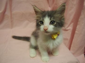 ノルウェージャンフォレストキャット【東京都・男の子・2020年5月14日・ブルータビー&ホワイト】の写真「甘えん坊で、可愛い男の子です」