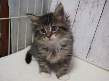 ノルウェージャンフォレストキャット【東京都・男の子・2019年1月14日・ブラウンタビー&ホワイト】の写真「甘えん坊のフワフワモフモフ、可愛い顔の男の子です。」