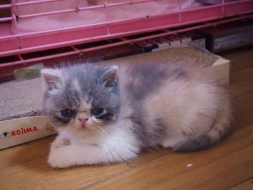 エキゾチックショートヘア【東京都・女の子・2019年11月11日・ダイリュウーㇳキャリコ】の写真「ぽってりしたボディー、大きな目の丸顔の女の子」