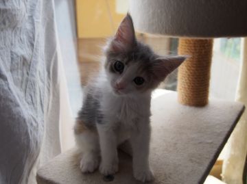 ノルウェージャンフォレストキャット【東京都・女の子・2016年3月30日・ダイリュートキャリコ】の写真「父、祖父、ICCトリプルチャンピオン」