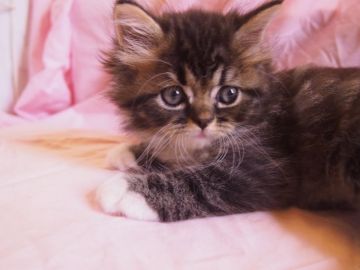 エキゾチックショートヘア×ノルウェージャンフォレス【東京都・男の子・2020年5月12日・ブラウンタビー&ホワイト（フワモフ）】の写真「男の子ですが、顔が可愛いいモフモフ君、ちょっとシャ」