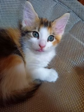 ノルウェージャンフォレストキャット【東京都・女の子・2022年3月31日・ブラウンパッチドタビー&ホワイト（フワフワモフモフ）】の写真「めちゃ可愛いい、美猫間違いなし❗」