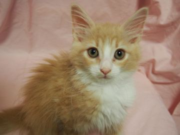 ノルウェージャンフォレストキャット【東京都・女の子・2020年5月14日・クリームタビー&ホワイト】の写真「しっかりした体の女の子です。」