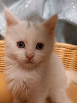 メインクーン【東京都・男の子・2022年2月5日・シルバータビー&ホワイトバン（フワフワイケメン）】の写真「頭に２本、シルバータビーのイケメン君です。」