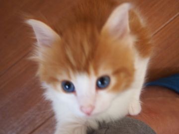 ノルウェージャンフォレストキャット【東京都・男の子・2017年3月25日・レッドタビー&ホワイト】の写真「お母さん似のイケメン君」