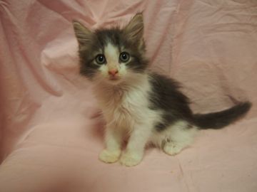 ノルウェージャンフォレストキャット【東京都・男の子・2020年5月14日・ブルータビー&ホワイト】の写真「甘えん坊で、可愛い男の子です」