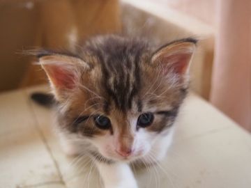 ノルウェージャンフォレストキャット【東京都・男の子・2020年1月24日・ブラウンタビー&ホワイト】の写真「甘えん坊で、可愛い男の子です」