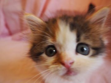 エキゾチックショートヘア×ノルウェージャンフォレス【東京都・女の子・2020年5月12日・ブラウンパッチドタビー&ホワイト (キャリコ)（フワモフ）】の写真「まん丸お目目の可愛らしい女の子です。」