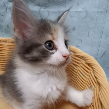 ノルウェージャンフォレストキャット【東京都・女の子・2022年8月16日・ブルーパッチドタビー&ホワイト（フワフワモフモフ）】の写真「可愛いやんちゃ娘です。」