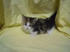 マンチカン【東京都・女の子・2015年1月24日・ダイリュウトキャリコ】の写真1