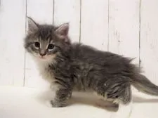 ノルウェージャンフォレストキャット【東京都・男の子・2019年1月14日・ブルータビー&ホワイト】の写真1「ソックスをはいてます。」