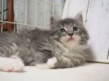 ノルウェージャンフォレストキャット【東京都・男の子・2019年1月14日・ブルータビー&ホワイト】の写真3「横になってみました。」