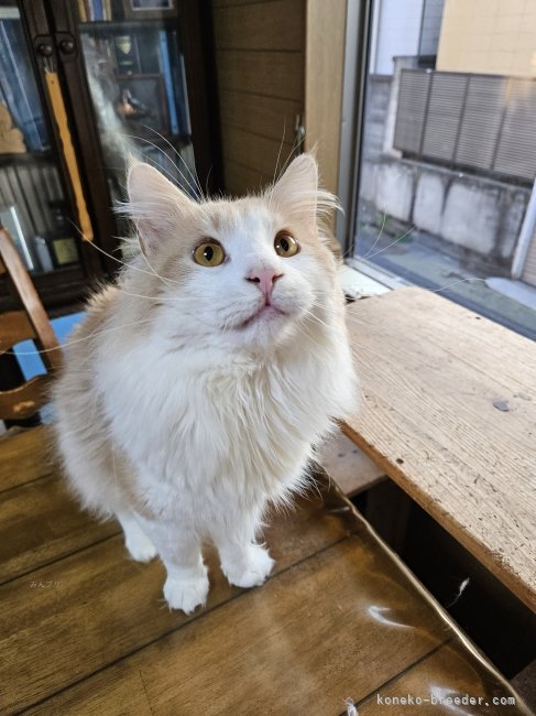 ノルウェージャンフォレストキャット【・男の子・2021年11月14日・クリーム&amp;ホワイト】