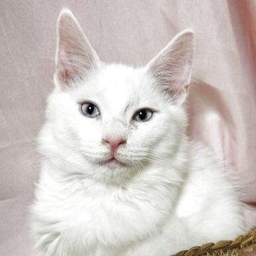 メインクーン【東京都・男の子・2025年7月24日・ホワイト】の写真「レアなブルーの目、綺麗なホワイトの男の子です。」