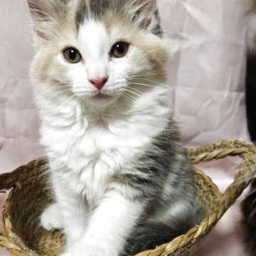 ノルウェージャンフォレストキャット【東京都・女の子・2025年9月20日・,ブルーパッチドタビー&ホワイト(ダイリュートキ)】の写真「綺麗なお顔おっとりの三毛ちゃんです。」